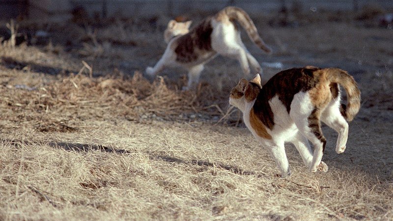 Two cats sprint across a dry field, displaying their agility and speed in motion.