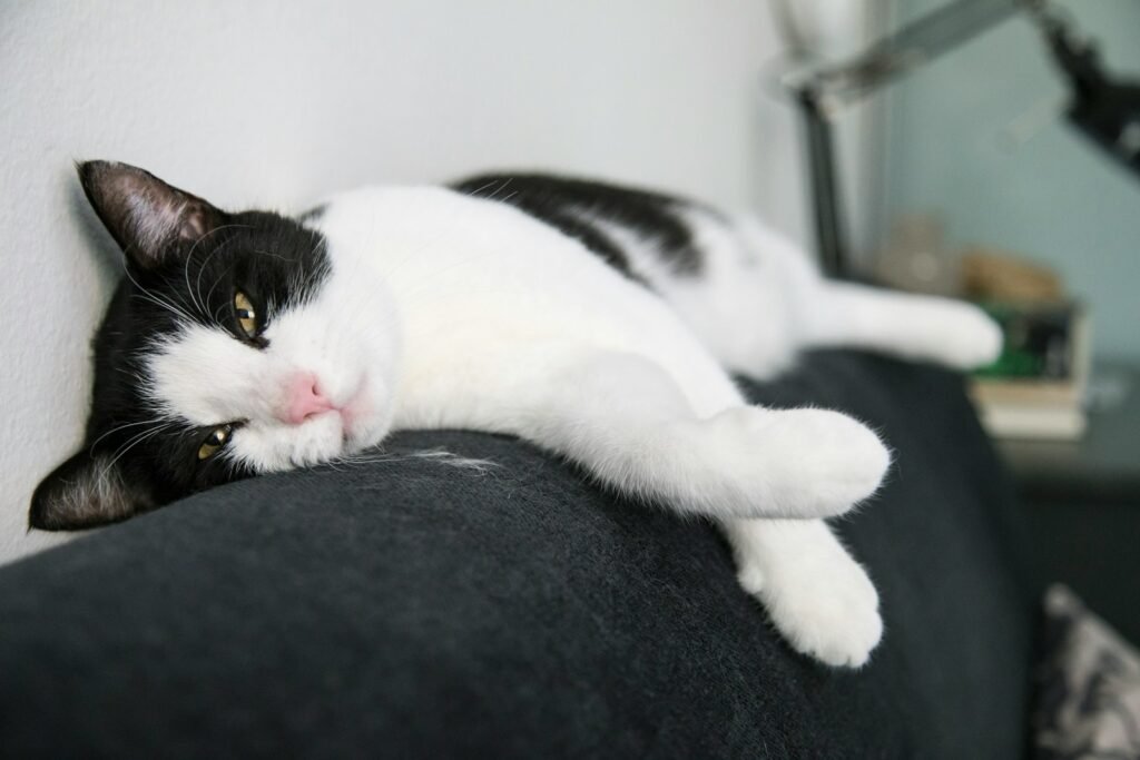 social structure: white and black cat lying on black textile