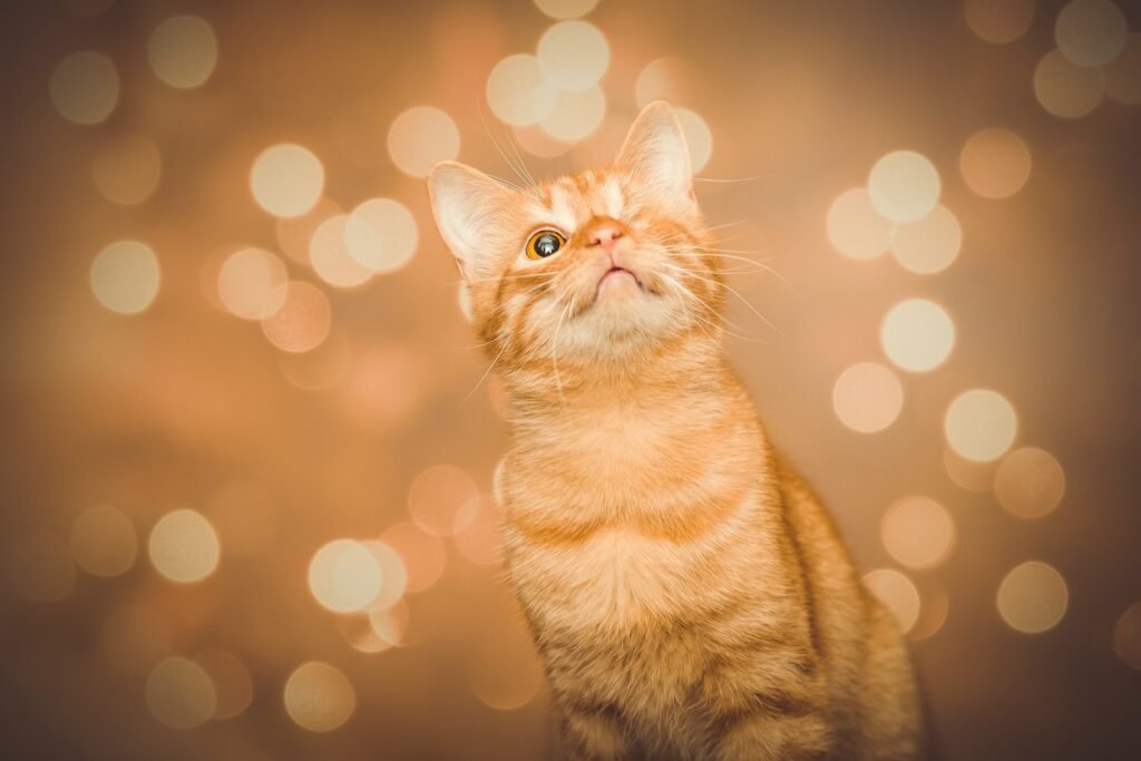 Cats in Religious Rituals
