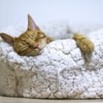 orange tabby cat sleeping on white pet bed