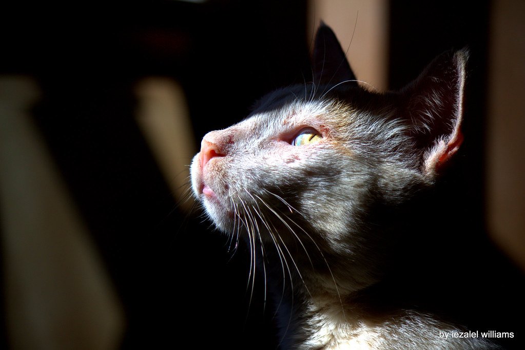 Rescue cat: RESCUED CAT 'Arthur'- HOPE IMG_8073