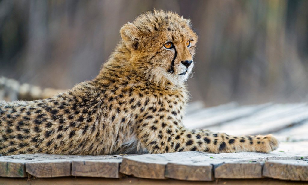 Conservationists Are Helping