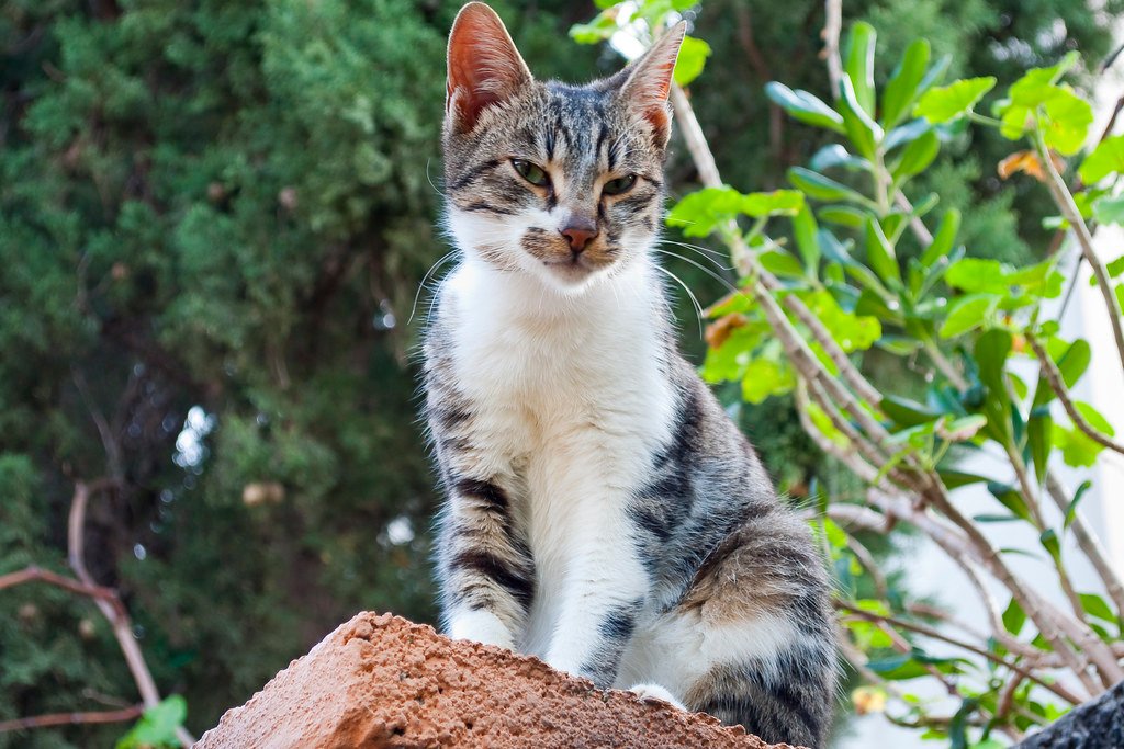 Introduce a New Cat 