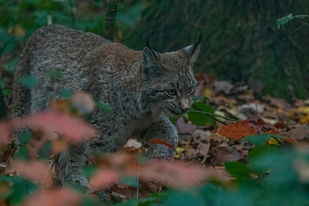 8 Big Cat Species That Are on the Brink of Extinction