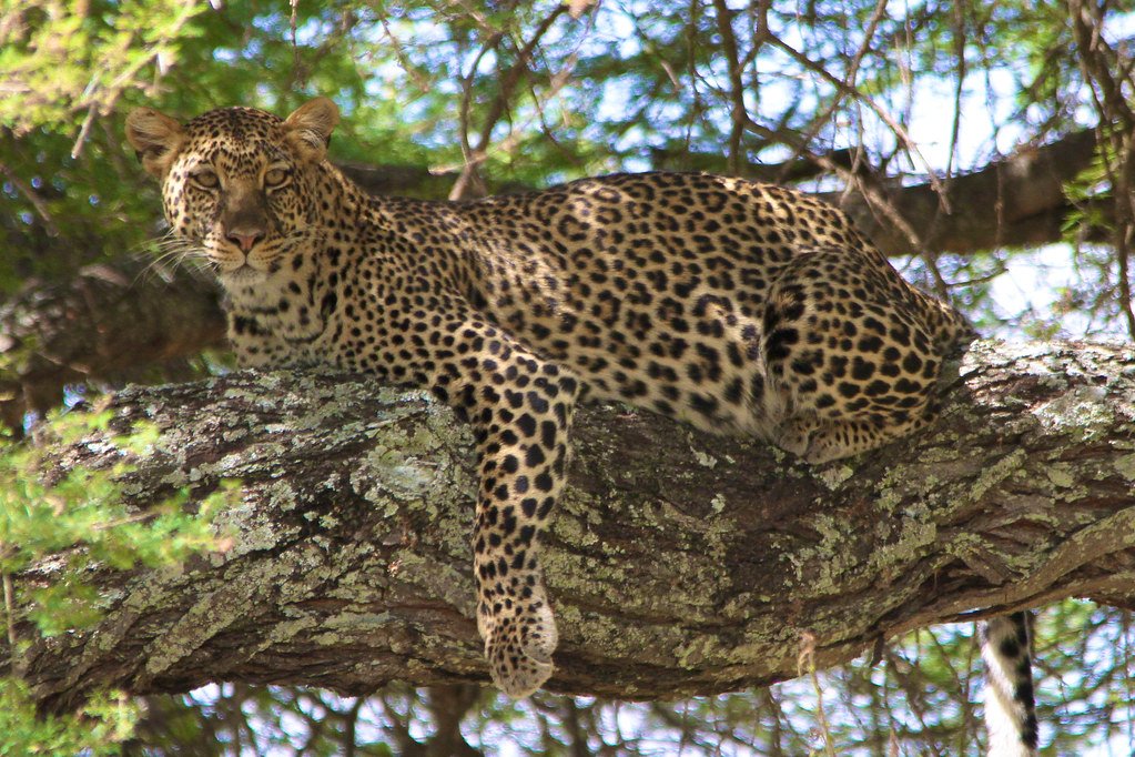 5 Big Cats That Are Surprisingly Good Swimmers
