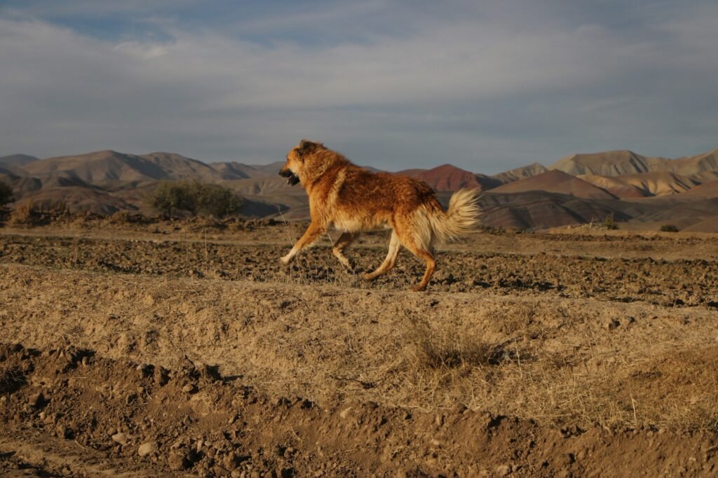 big cats facts: brown lion walking on brown grass field during daytime