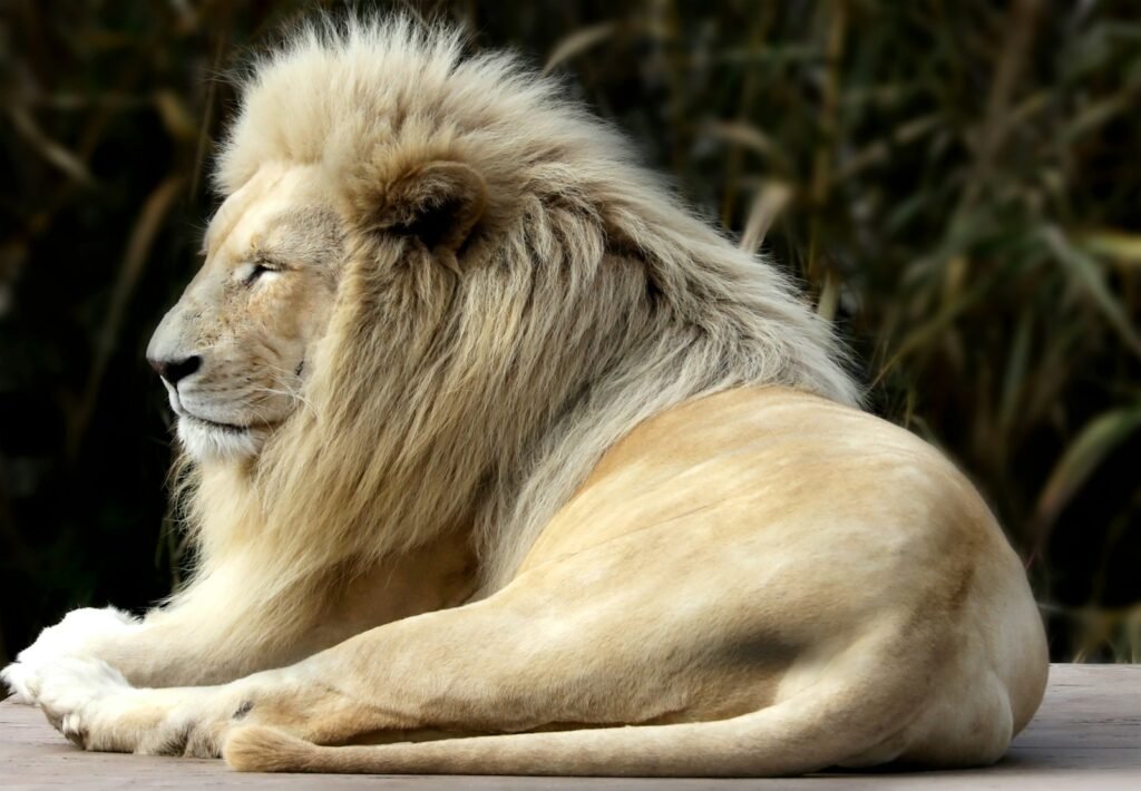 big cat mark their territory
