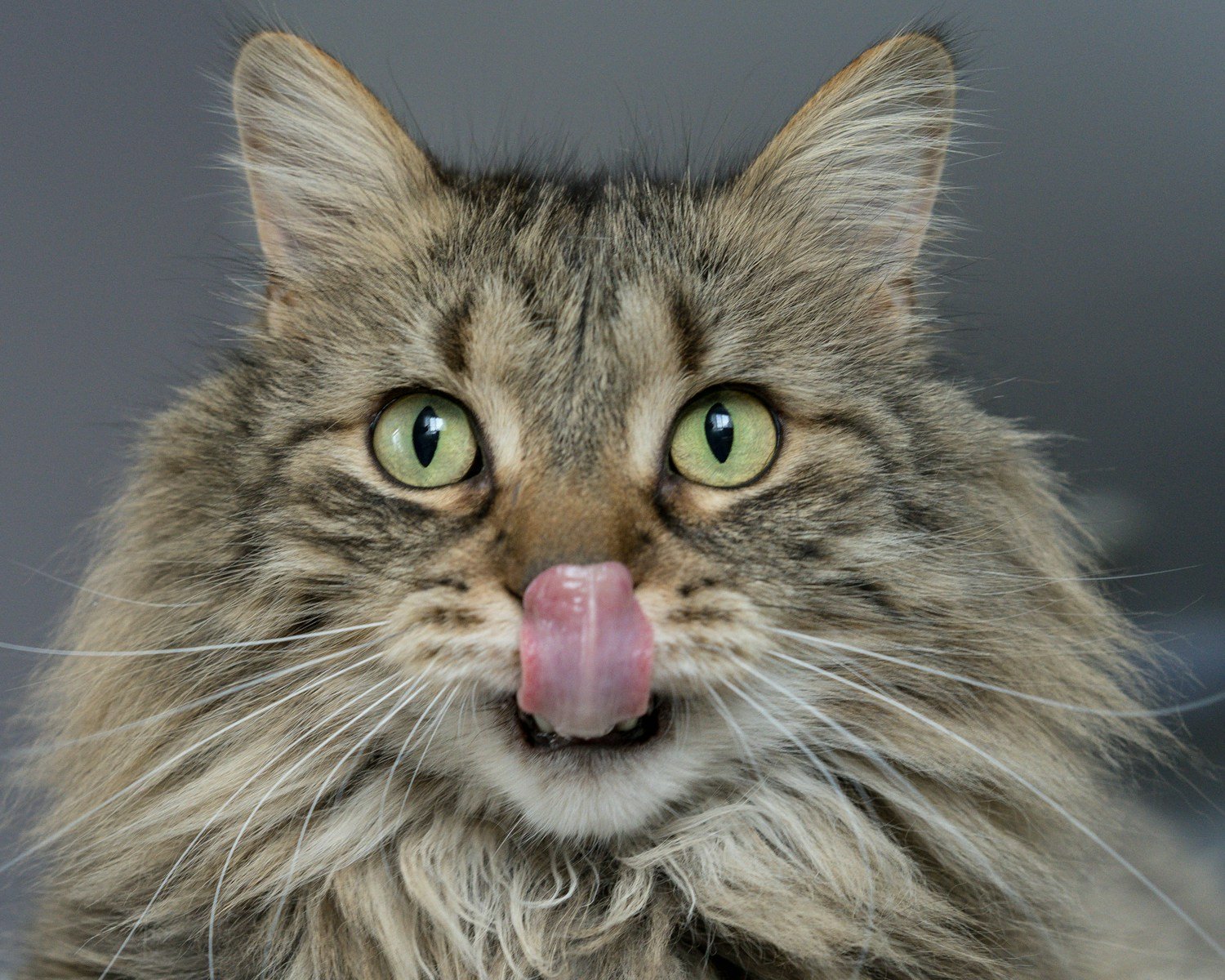 Photo by Lina Angelov adult brown cat