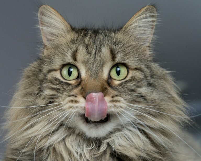 Cats as Companions