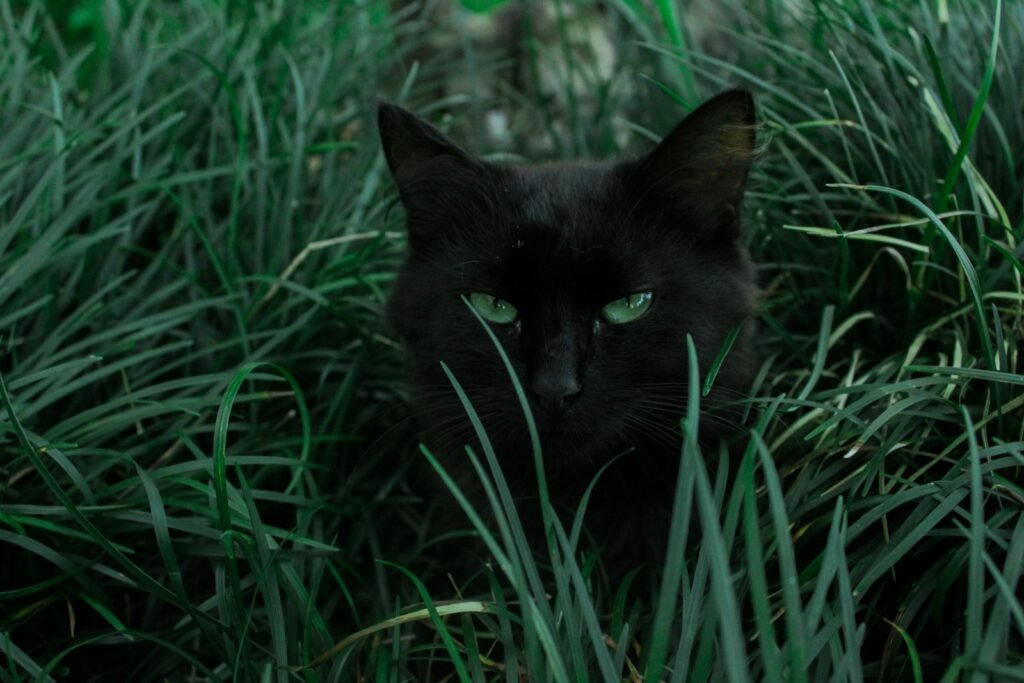 cat history: black cat hiding behind green grass