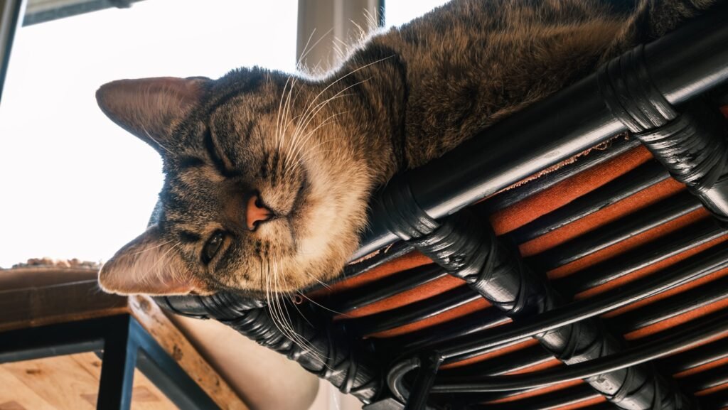 cat photography: a cat laying on top of a wooden chair