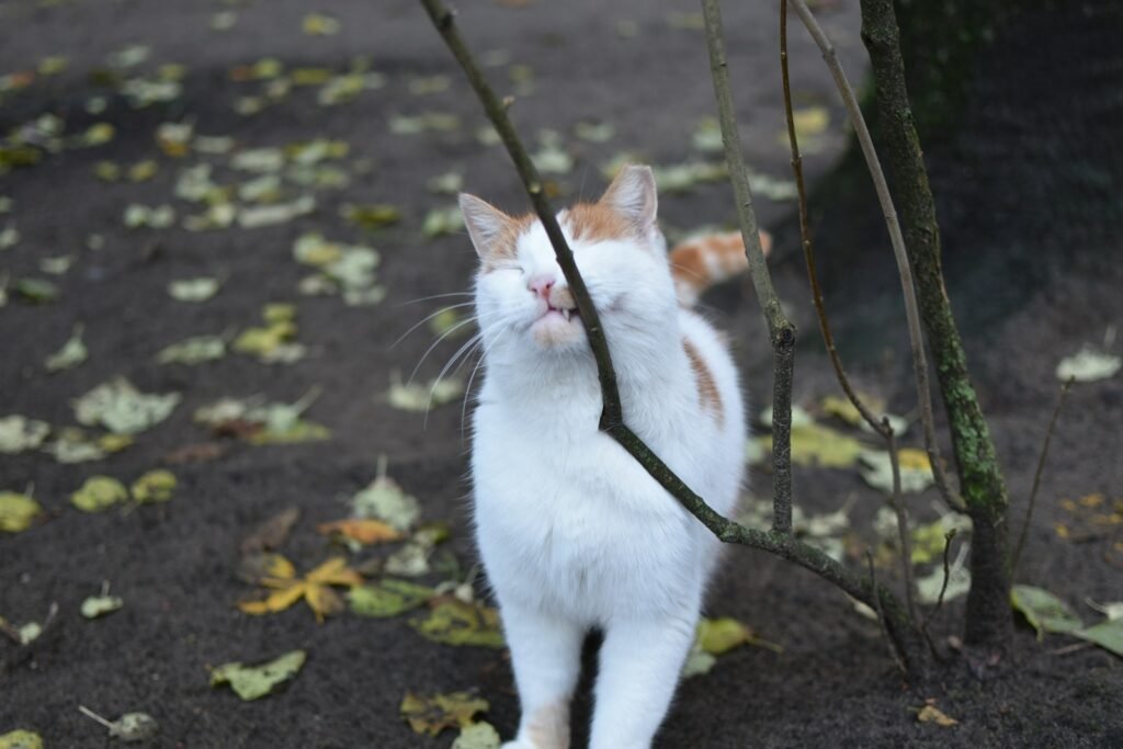 cat buildings: a cat standing on a dirt path