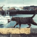 tabby cat on ledge