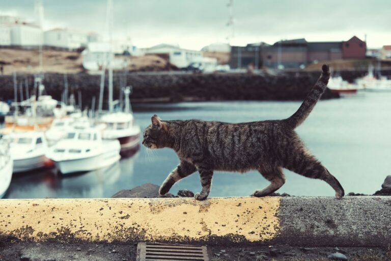 tabby cat on ledge