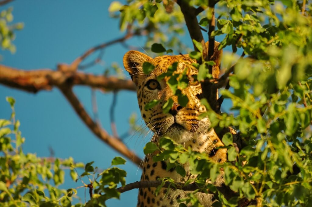 a leopard in a tree