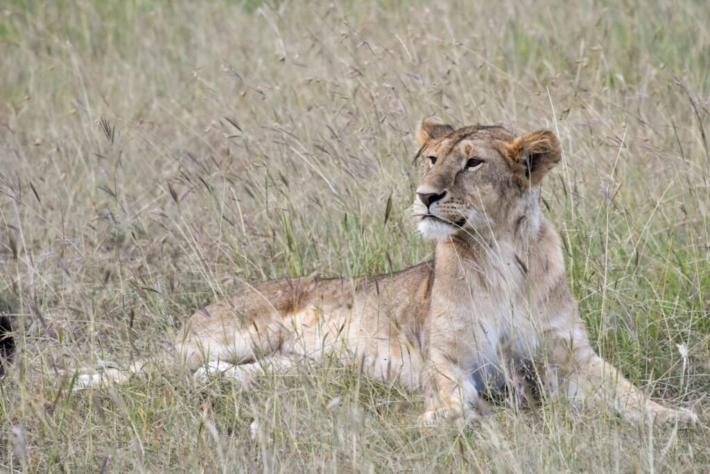 uniquq features: brown lioness lying on green grass