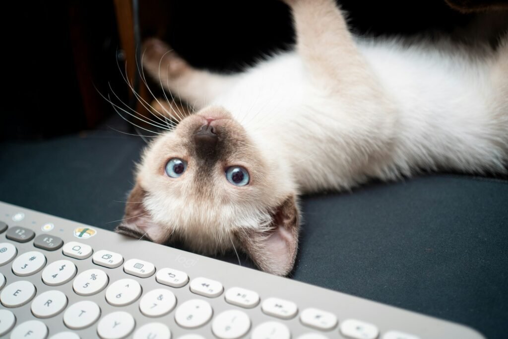 cat buildings: A cat laying on its back next to a keyboard