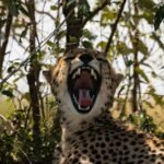 cheetah on brown grass during daytime