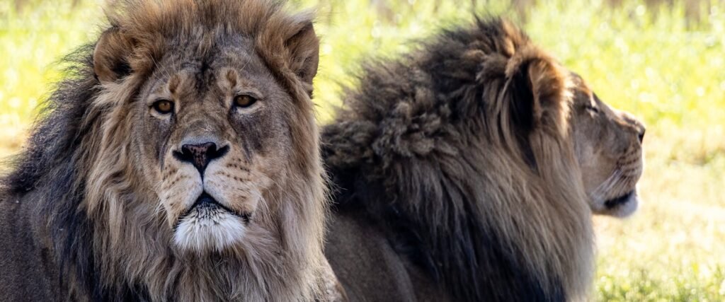 Big Cat a couple of lions standing next to each other