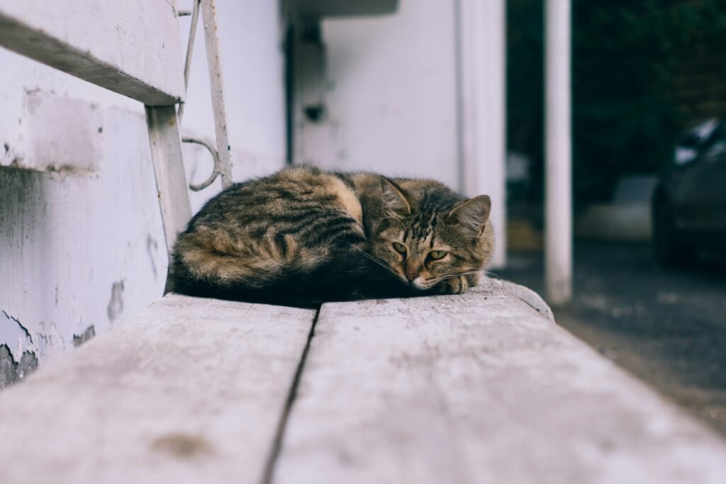 Stray cat shallow focus photography of cat