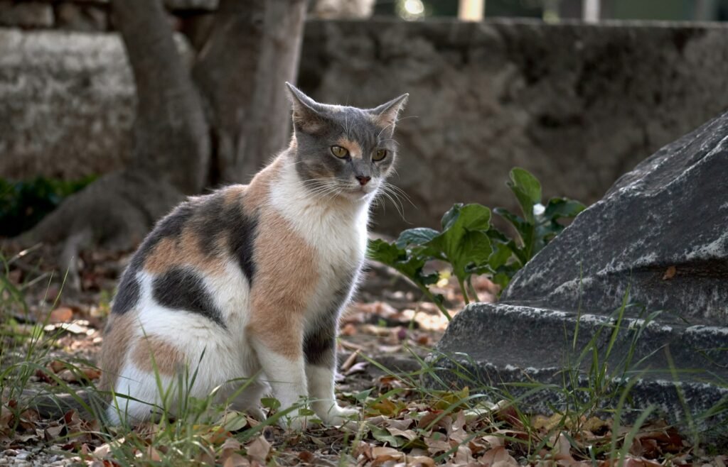 wild cat species; a cat sitting in the grass next to a rock