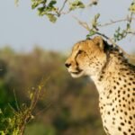 shallow focus photography of brown and black cheetah
