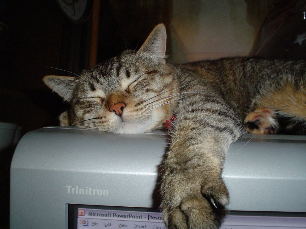 Cat Calm