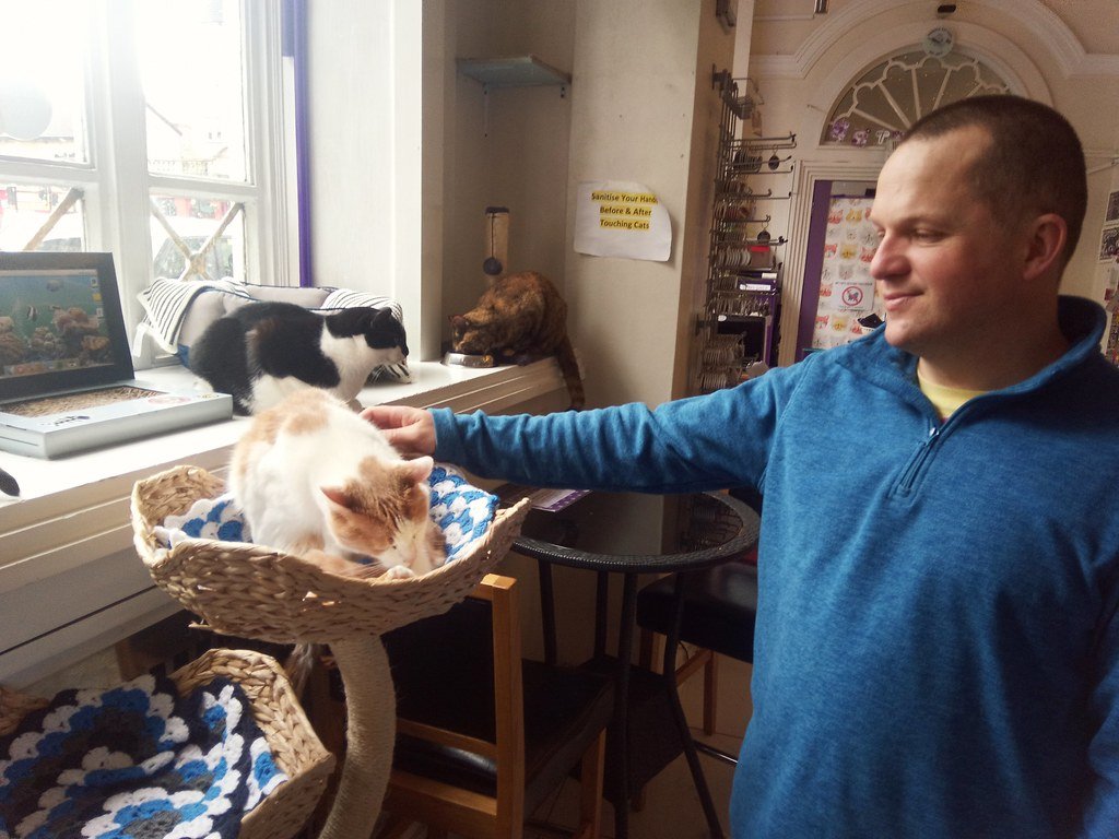 Cat cafe # home to 32 rescue cats
