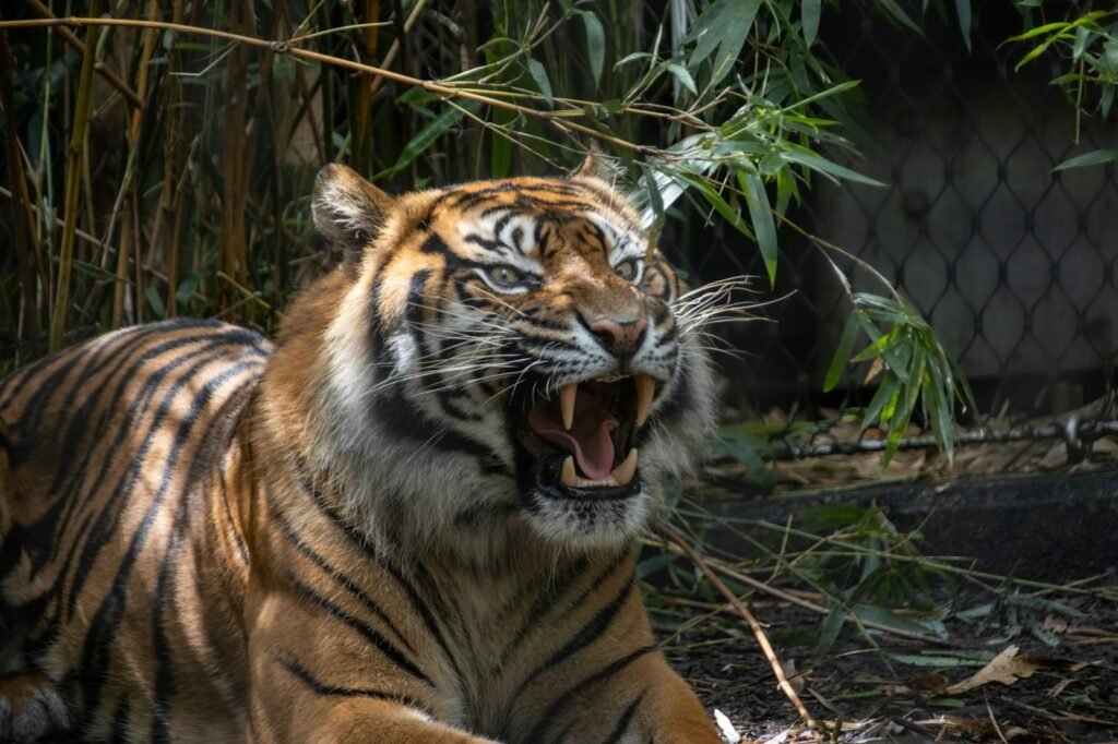 a tiger with its mouth open