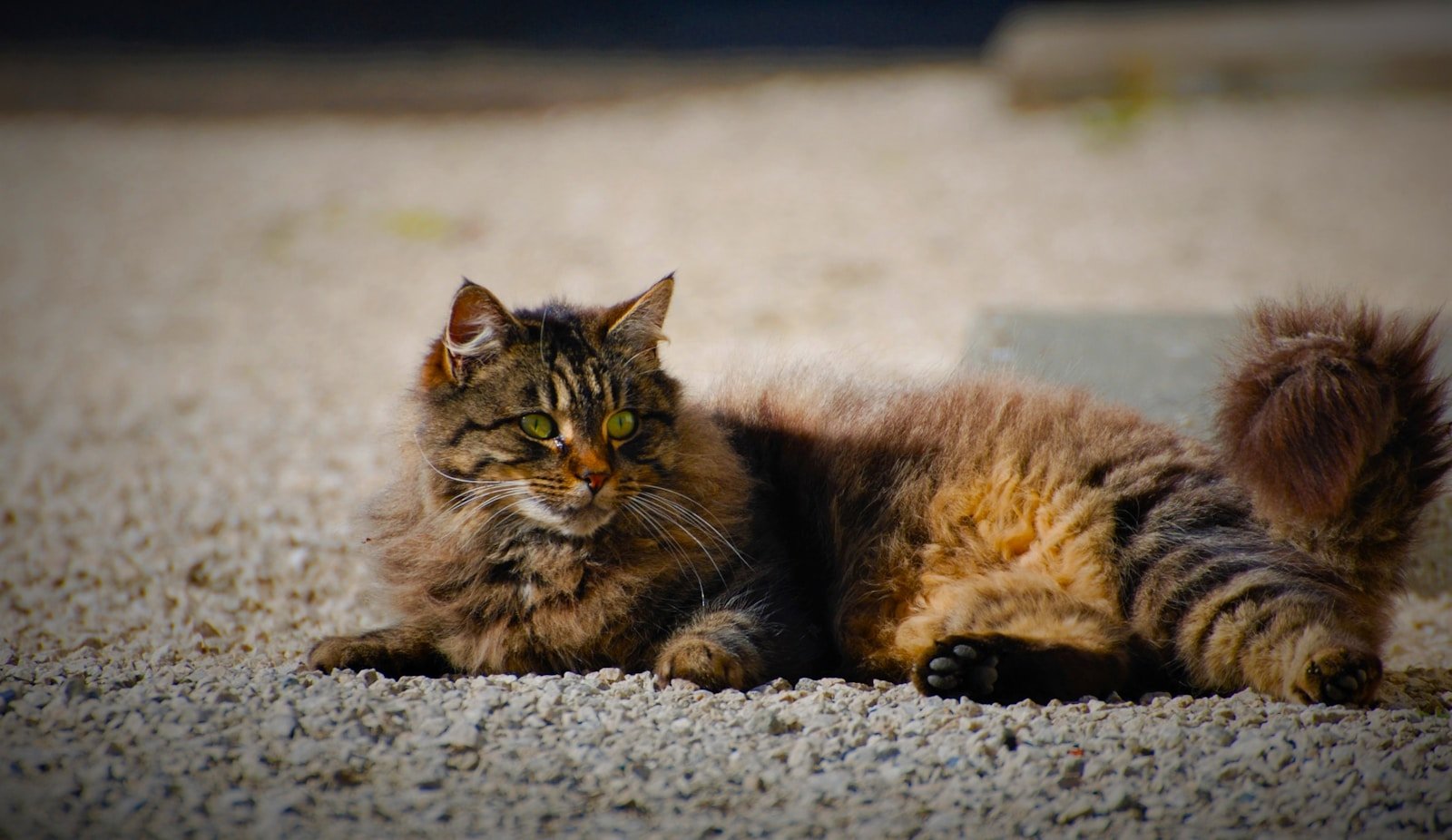 Photo by Kerin Gedge Cat feel: a cat is laying down on the ground