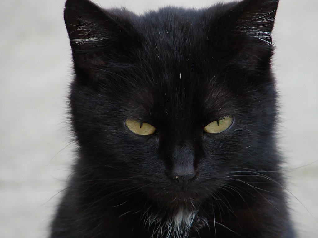 Black cat
