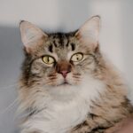 The History of Cats in Maritime Culture and Ship Travel