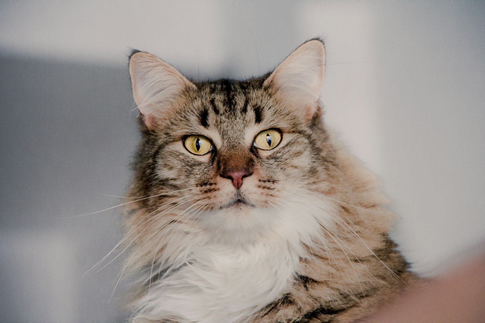 The History of Cats in Maritime Culture and Ship Travel