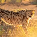 cheetah on grass field