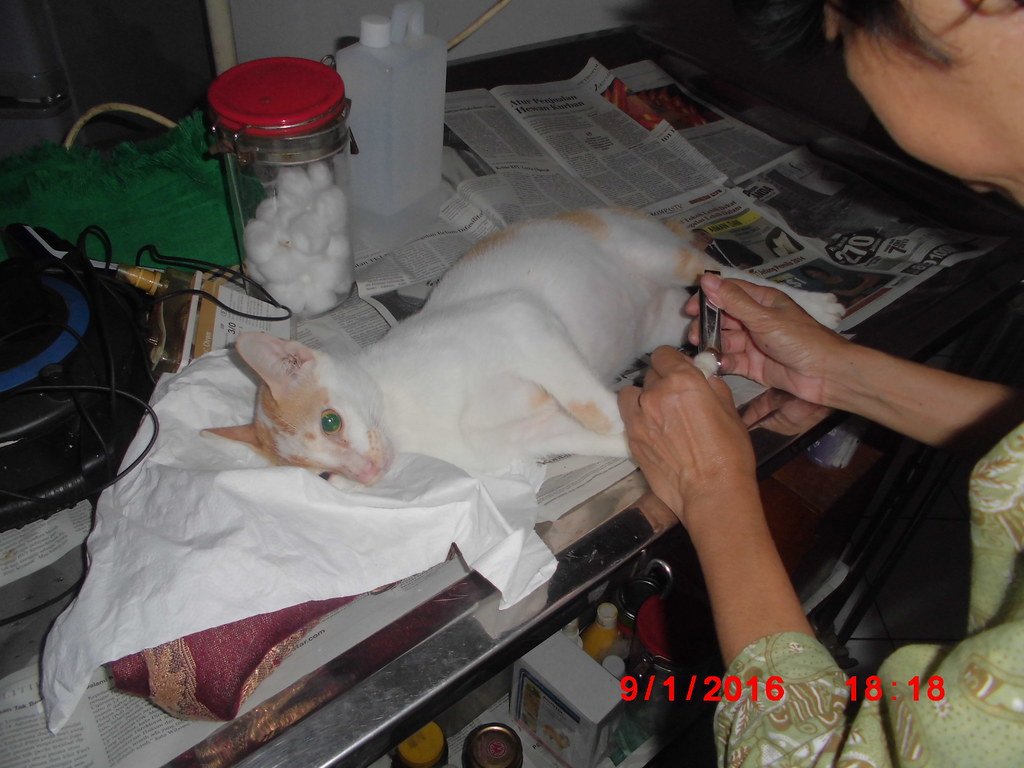 Warning: Beware of fake vets -- choose your vet with good care as we found out the hard way and had to reoperate on our rescue cat in our care!