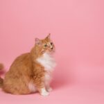9 Things You Should Never Do When Feeding Your Cat