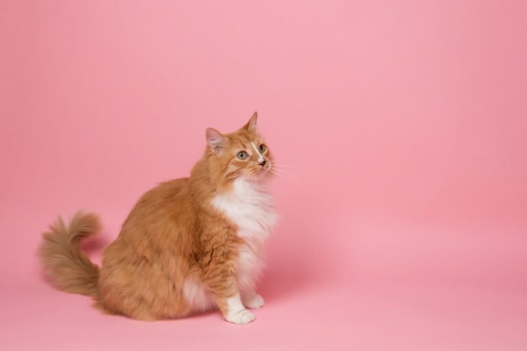9 Things You Should Never Do When Feeding Your Cat