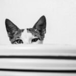 a black and white photo of a cat peeking over a stack of plates