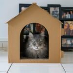 a cat in a picture frame
