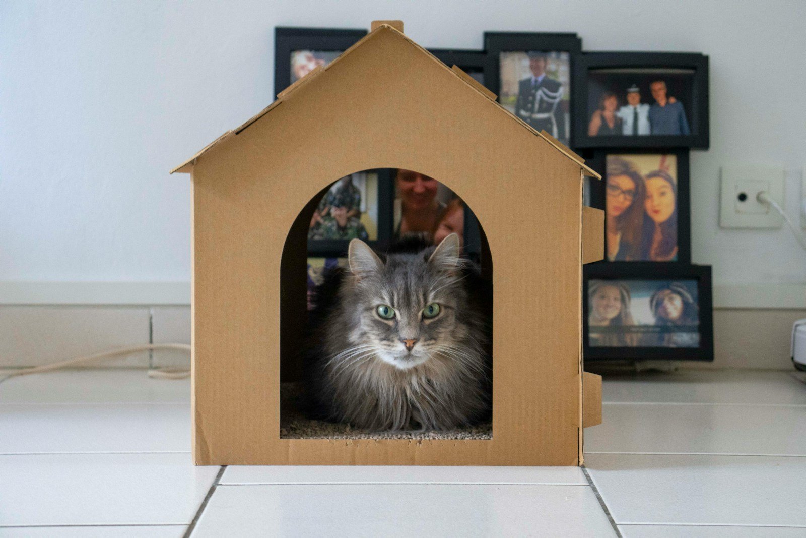 a cat in a picture frame