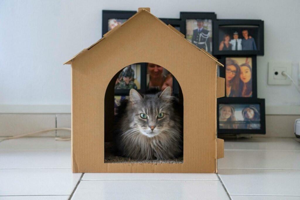 a cat in a picture frame