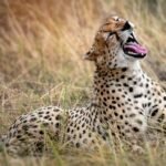 cheetah resting on grasses