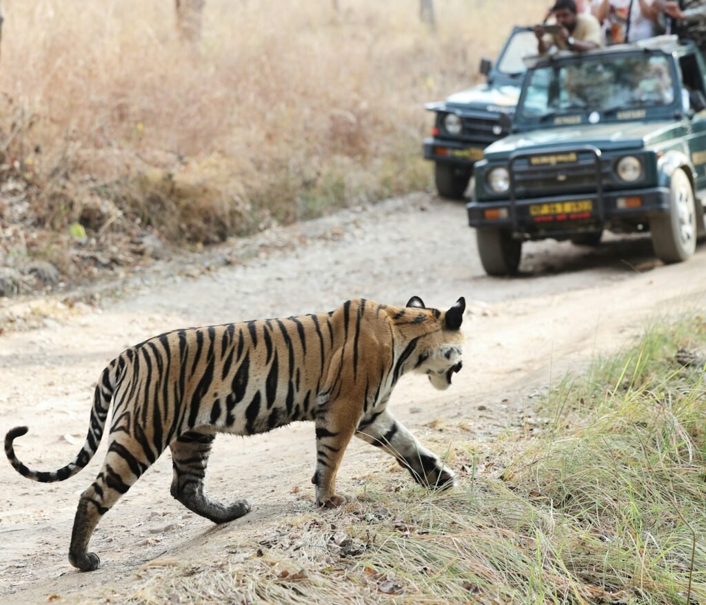a tiger walking across a dirt road next to a jeep