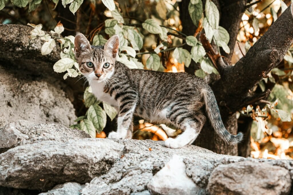 tabby cat on rock