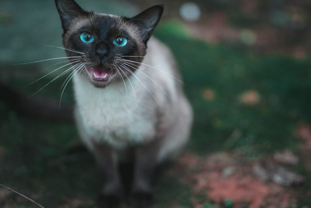 white and black short fur cat