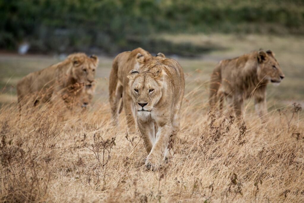 African Savannah