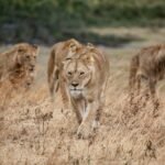 lions