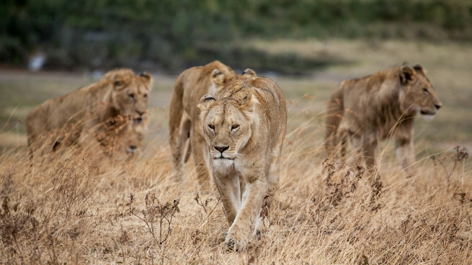 A group of lions walking through dry grasslands, showcasing their ecological adaptations for hunting and survival in the wild.