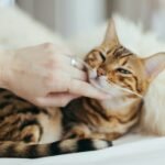 person holding brown cat on white textile