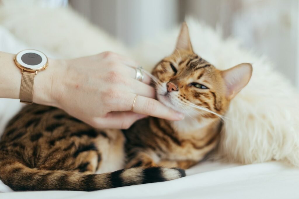 Ancient Cat person holding brown cat on white textile